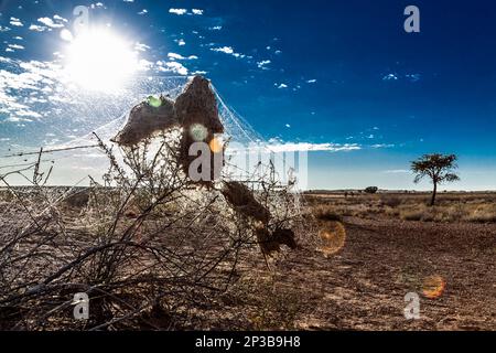 Cobweb in zona desertica nel parco di Kgalagadi, Sud Africa; specie famiglia di Foto Stock