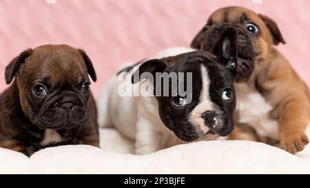 Tre cuccioli carini di bulldog francese sdraiati su coperta. Un cucciolo è triste o annoiato, l'altro è aggressivo Foto Stock