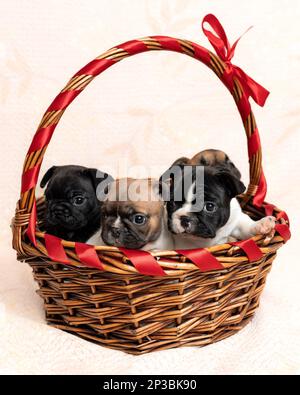 Cuccioli carini di cane bulldog francese seduti in un cestino di vimini con nastro rosso al coperto Foto Stock