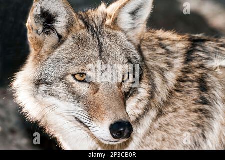 Cuctive Eastern Coyote Hulling, Buttonwood Zoo, New Bedford, Massachusetts. 'Molly' è stato un cucciolo orpato quando sua madre è stata uccisa in Texas poco dopo ha wa Foto Stock