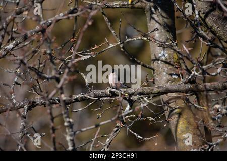 Bulfinco femmina (Pyrrhula pirrhula) Foto Stock