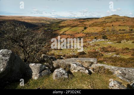 Dartmoor paesaggio; valle del fiume Dart e brughiera circostante; guardando verso Sharp's Tor; Dartmoor; Devon Foto Stock