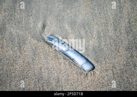 Seashell sulla spiaggia di Ostenda, Fiandre occidentali, Belgio Foto Stock