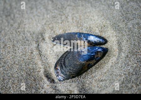 Seashell sulla spiaggia di Ostenda, Fiandre occidentali, Belgio Foto Stock