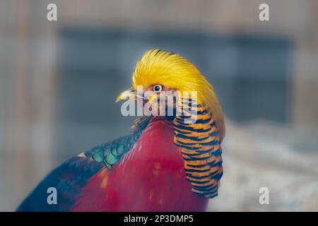 Il fagiano d'oro o fagiano cinese, Chrysolophus pictus, ritratto del maschio con sfondo marrone. Foto Stock