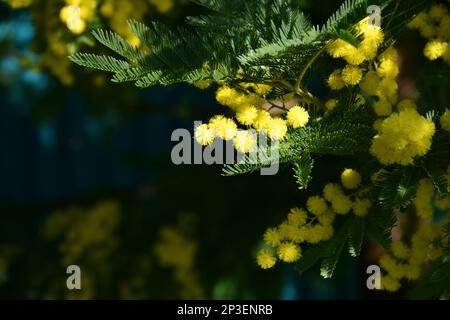 Albero di mimosa fiorito (Acacia Dealbata). Primo piano sul ramo fiorito di Mimosa. Il ramo fiorito di mimosa è offerto alle donne il 8th marzo per l'in Foto Stock