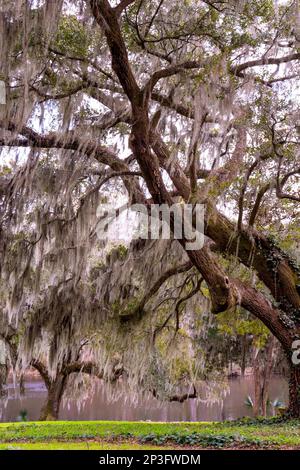 Bella quercia viva visto da basso paese South Carolina Foto Stock