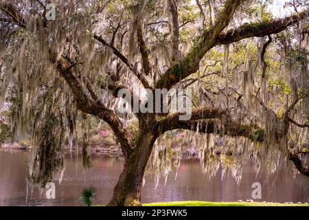 Bella quercia viva visto da basso paese South Carolina Foto Stock