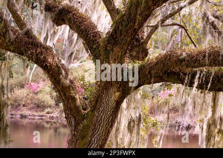 Bella quercia viva visto da basso paese South Carolina Foto Stock