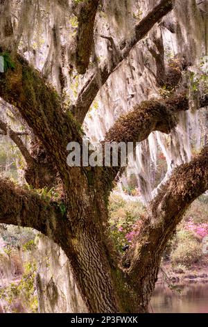 Bella quercia viva visto da basso paese South Carolina Foto Stock