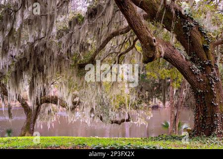 Bella quercia viva visto da basso paese South Carolina Foto Stock