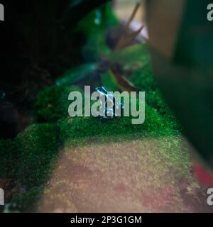 La rana verde e nera del veleno, conosciuta anche come la freccia verde e nera del veleno e la rana verde del veleno. È un animale altamente tossico. La foto Foto Stock