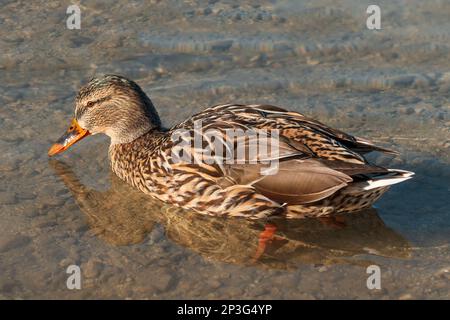 Uccello femmina d'anatra di Mallard che galleggia sulla superficie dell'acqua del lago di Bled in Slovenia, fuoco selettivo Foto Stock