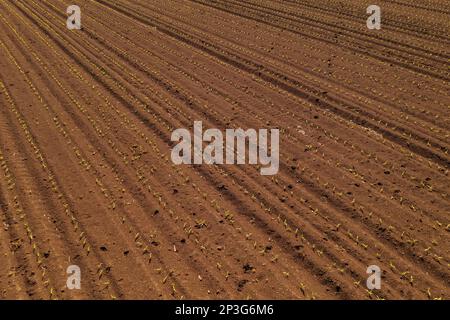 Vista aerea dei germogli di mais in campo agricolo coltivato, drone pov. Concetto di agricoltura e agricoltura, vista ad angolo alto. Foto Stock