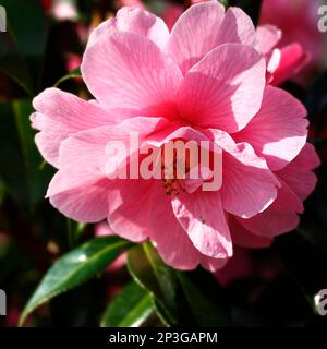 Camellia in piena fioritura in un giardino cottage Cornovese Foto Stock