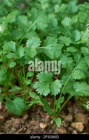 foglie di coriandolo fresco che crescono in un giardino della stanza dei bambini, erba popolare conosciuta per i suoi molti benefici per la salute, catturata in orientamento verticale Foto Stock