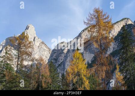 Picco roccioso il Grosser Herrstein - (Sasso del segnale, 2447 m) e la foresta di larici delle Dolomiti, Alto Adige, Trentino-Alto Adige, Italia Foto Stock