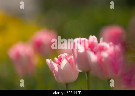 Primo piano di tulipani rosa e bianchi in piena fioritura con primo piano e sfondo sfocati Foto Stock