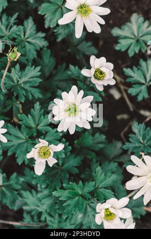 Sfumature bianche di anemone blanda, bella decorazione piccolo fiore primavera foresta Foto Stock