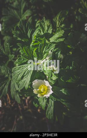 Sfumature bianche di anemone blanda, bella decorazione piccolo fiore primavera foresta Foto Stock