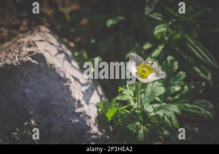 Sfumature bianche di anemone blanda, bella decorazione piccolo fiore primavera foresta Foto Stock