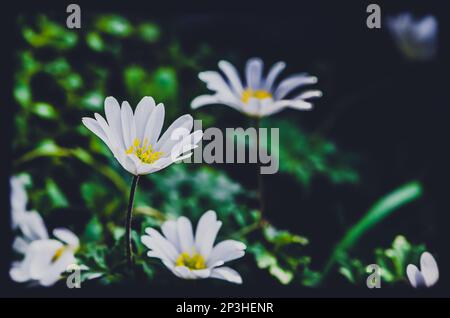 Sfumature bianche di anemone blanda, bella decorazione piccolo fiore primavera foresta Foto Stock