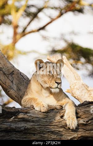 Animali selvatici - Lionessa sdraiata su un albero - Riserva Nazionale di Lewa, Kenya settentrionale Foto Stock