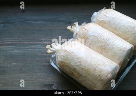 Teste del perno dei funghi dell'ostrica del primo rossore che crescono dai sacchetti di uova Foto Stock
