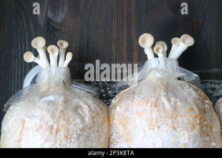 Teste del perno dei funghi dell'ostrica del primo rossore che crescono dai sacchetti di uova Foto Stock