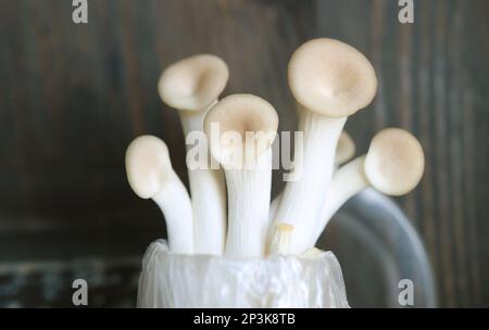 Primo piano dei funghi ostrica immaturi in crescita o Pleurotus Pulmonarius Foto Stock