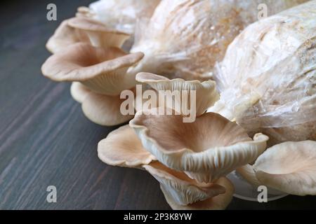 Primo piano di funghi ostriche indiane maturi (Pleurotus Pulmonarius) pronti per la mietitura Foto Stock