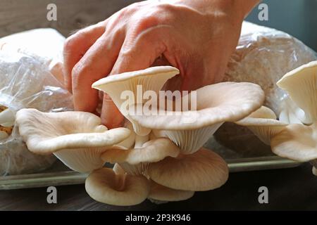 Crescita della raccolta a mano funghi di ostrica indiana dal blocco fruttifero Foto Stock
