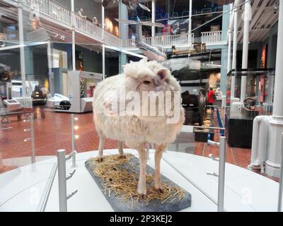 La pecora Dolly Foto Stock