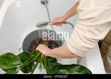Una donna giardiniera lava il terreno dalle radici di una pianta domestica in un bagno domestico. Pulire le radici delle piante domestiche da parassiti e parassiti Foto Stock