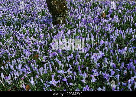Cocchi lilla fiorito sotto alberi da frutto in un giardino. Foto Stock