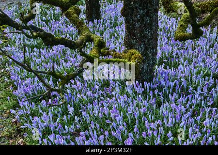 Cocchi lilla fiorito sotto alberi da frutto in un giardino. Foto Stock