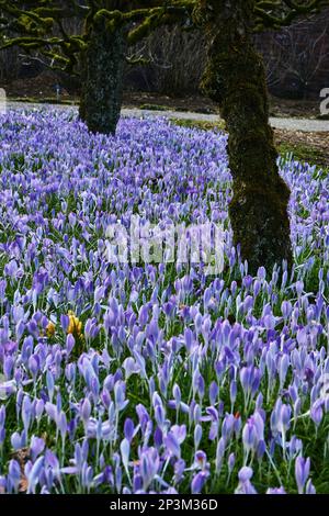Cocchi lilla fiorito sotto alberi da frutto in un giardino. Foto Stock