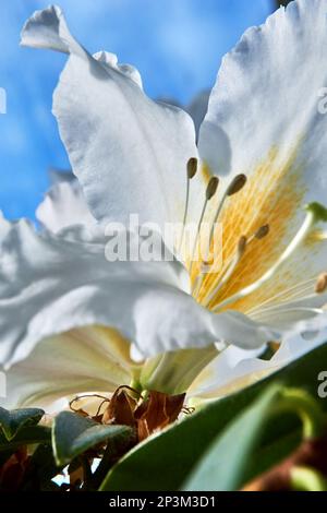 Grandi fiori bianchi profumati di arbusto Rhododendron veitchianum. Foto Stock