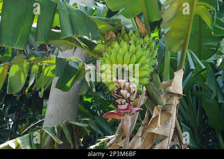 Le banane con frutta non matura sono verdi, con un cuore di banana appeso e alcune foglie appassite. La banana è un albero di frutta tropicale nativo al sud-est AS Foto Stock