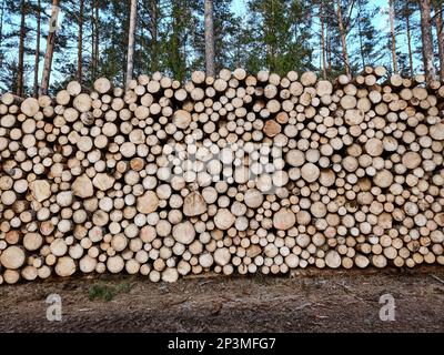 Mucchio grande di tronchi appena tagliati in una foresta. Deforestazione massiccia. Abbattere alberi in foresta. Foto di alta qualità Foto Stock