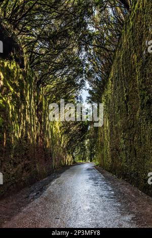 Vecchia strada per English Peak, Anaga Rural Park sull'isola di Tenerife, Canarie, Spagna Foto Stock
