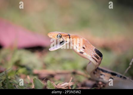 Coelognathus radiatus, comunemente noto come serpente di ratto irradiato, serpente di ratto di testa di rame, o serpente di trinket a testa di rame. Foto Stock