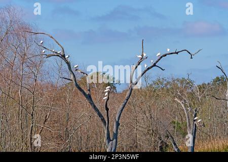 Un gregge di White Ibis in a Dead Tree nel Brazos Bend state Park in Texas Foto Stock