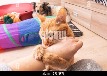 Il gatto rosso arrabbiato morde a mano in camera da vicino Foto Stock