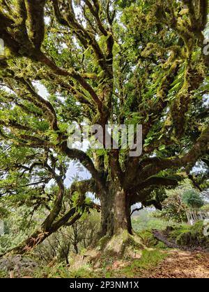 Antichi alberi di tilapia (Opotea foetens), parte della foresta di Madeiran Laurissilva con sole e nebbia Foto Stock