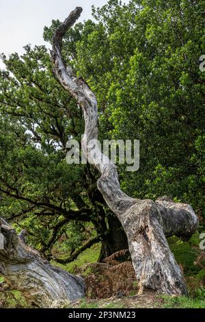 Antichi alberi di tilapia (Opotea foetens), parte della foresta di Madeiran Laurissilva con sole e nebbia Foto Stock