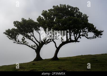 Antichi alberi di tilapia (Opotea foetens), parte della foresta di Madeiran Laurissilva con sole e nebbia Foto Stock