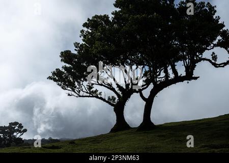 Antichi alberi di tilapia (Opotea foetens), parte della foresta di Madeiran Laurissilva con sole e nebbia Foto Stock