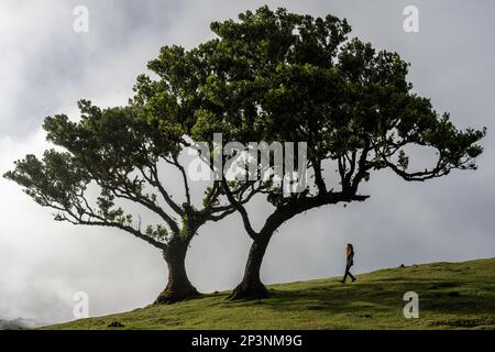 Antichi alberi di tilapia (Opotea foetens), parte della foresta di Madeiran Laurissilva con sole e nebbia Foto Stock