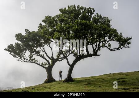 Antichi alberi di tilapia (Opotea foetens), parte della foresta di Madeiran Laurissilva con sole e nebbia Foto Stock